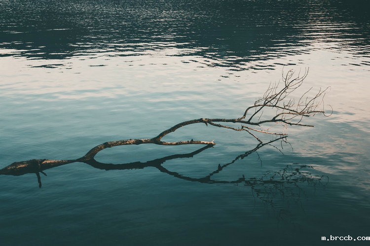 溶解氧分析仪 溶解氧分析仪