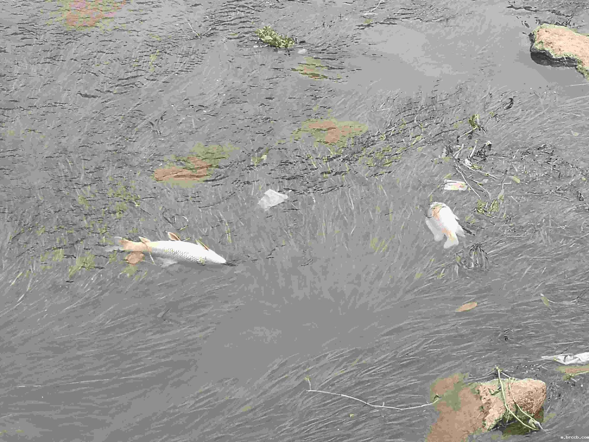 1691730314791574.jpg 1-1ZR2093P5434.jpg