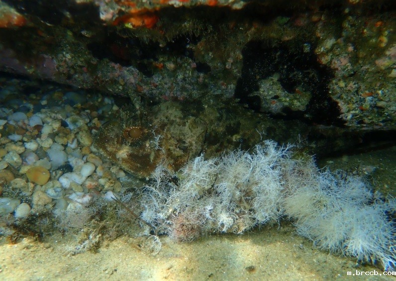 1733965558849511.jpg 0011.jpg